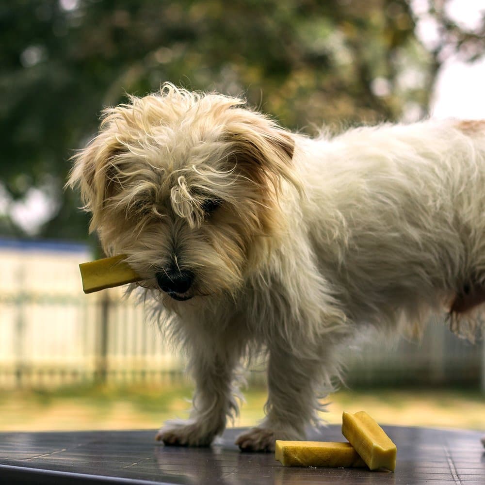 Dogsee Chew Bars Small - Petzzing